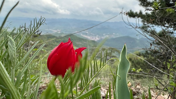 Foto - Bu çiçek sadece 15 gün yaşıyor