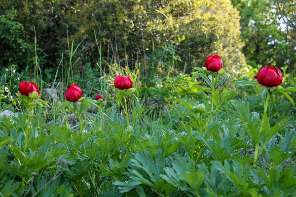 Foto - Bu çiçek sadece 15 gün yaşıyor! Koparmanın cezası 244 bin lira