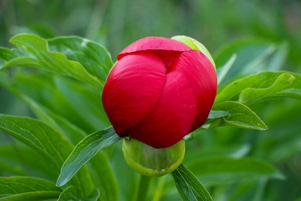 Foto - Bu çiçek sadece 15 gün yaşıyor! Koparmanın cezası 244 bin lira