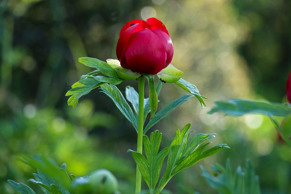 Foto - Bu çiçek sadece 15 gün yaşıyor! Koparmanın cezası 244 bin lira
