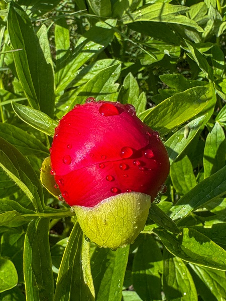 Foto - Bu çiçek sadece 15 gün yaşıyor! Koparmanın cezası 244 bin lira