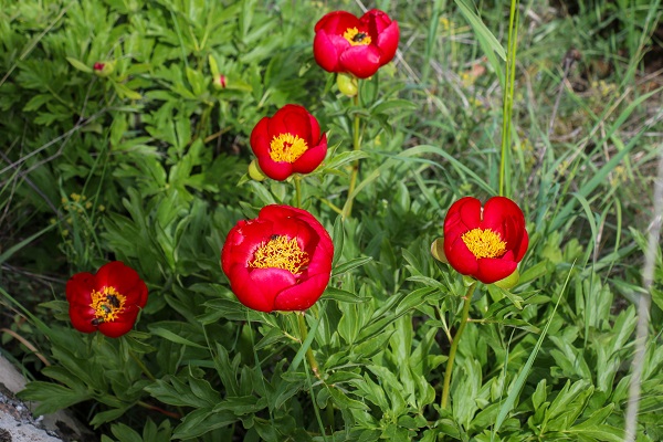 Foto - Bu çiçek sadece 15 gün yaşıyor! Koparmanın cezası 244 bin lira