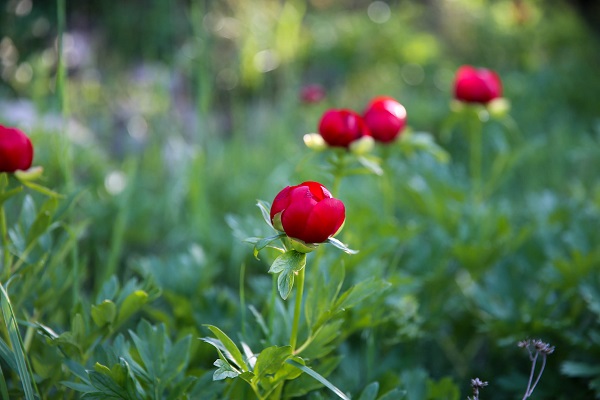 Foto - Bu çiçek sadece 15 gün yaşıyor! Koparmanın cezası 244 bin lira