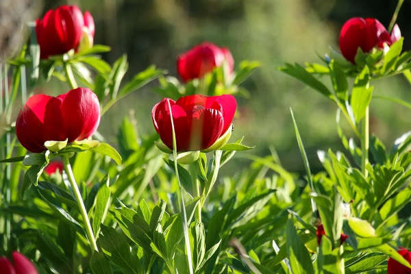 Foto - Bu çiçek sadece 15 gün yaşıyor! Koparmanın cezası 244 bin lira