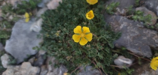 Bu çiçek yalnızca Türkiye’de yetişiyor