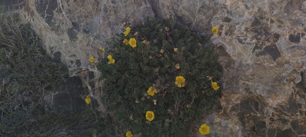 Foto - Bu çiçek yalnızca Türkiye’de yetişiyor