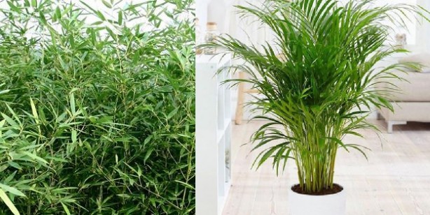 Foto - Bu çiçekler evdeki oksijeni temizliyor