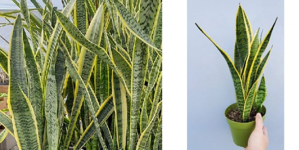 Foto - Bu çiçekler evdeki oksijeni temizliyor