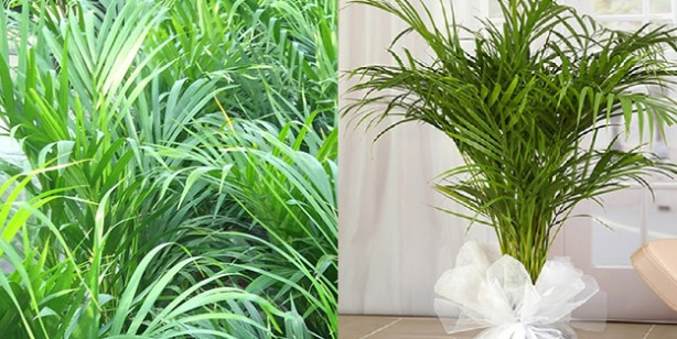 Foto - Bu çiçekler evdeki oksijeni temizliyor