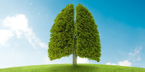 Bu çiçekler evdeki oksijeni temizliyor