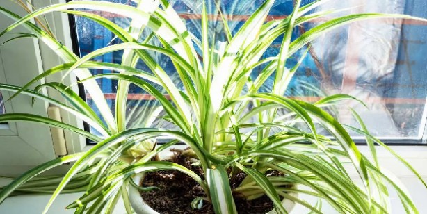 Foto - Bu çiçekler evdeki oksijeni temizliyor