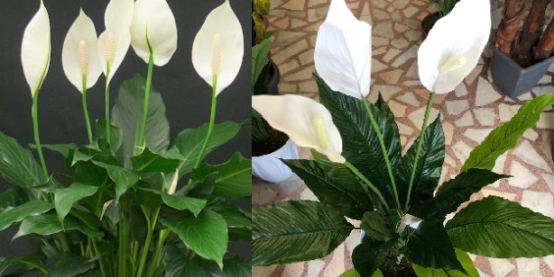 Foto - Bu çiçekler evdeki oksijeni temizliyor