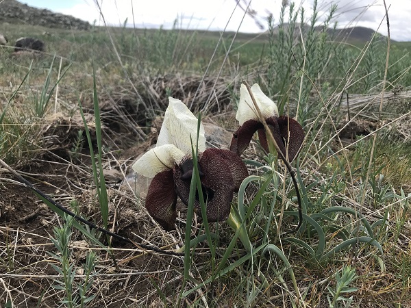 Foto - Bu çiçekler göz kamaştırıyor