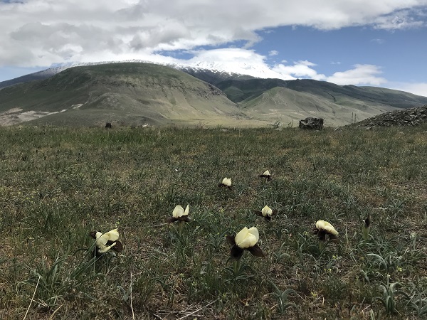 Foto - Bu çiçekler göz kamaştırıyor