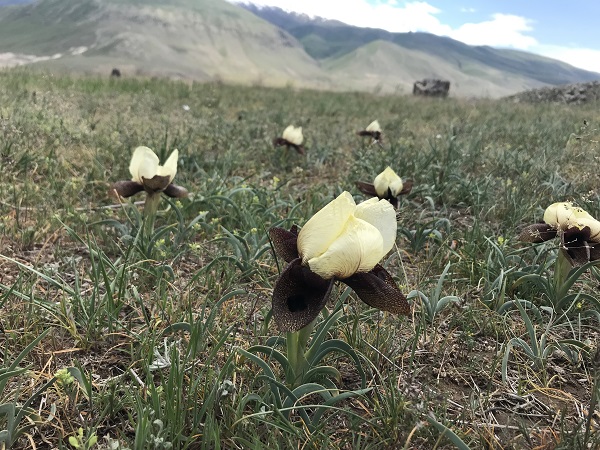 Bu çiçekler göz kamaştırıyor