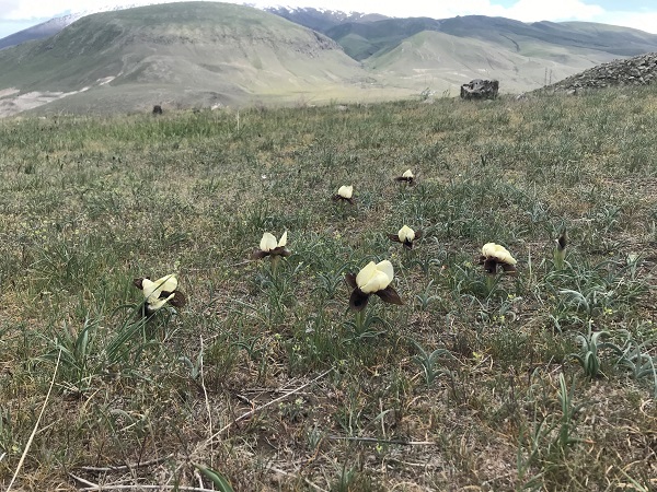 Foto - Bu çiçekler göz kamaştırıyor