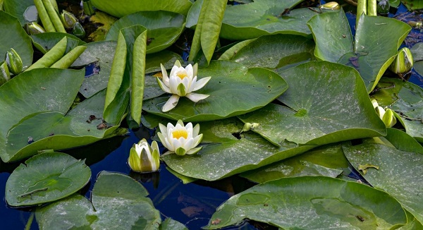 Bu çiçekler koruma altında