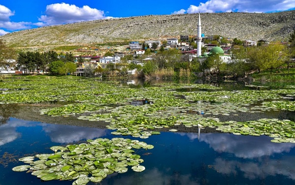 Foto - Bu çiçekler koruma altında