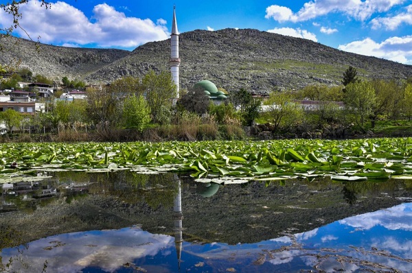 Foto - Bu çiçekler koruma altında