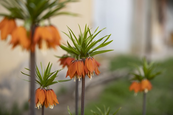 Bu çiçekler sadece 15 gün yaşıyor!