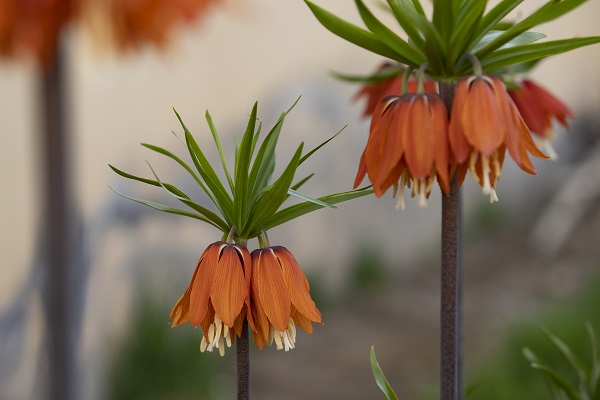 Foto - Bu çiçekler sadece 15 gün yaşıyor!