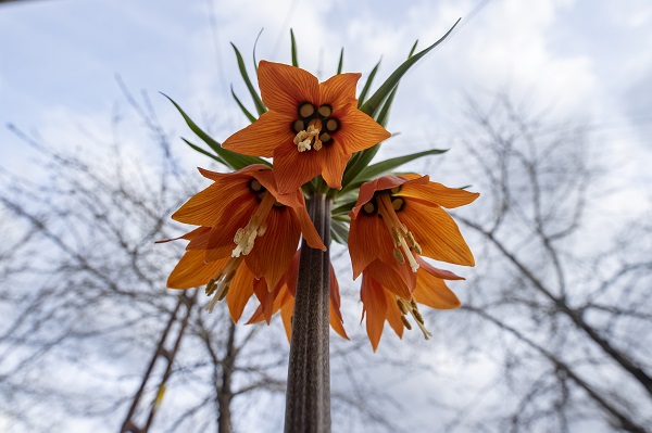 Foto - Bu çiçekler sadece 15 gün yaşıyor!