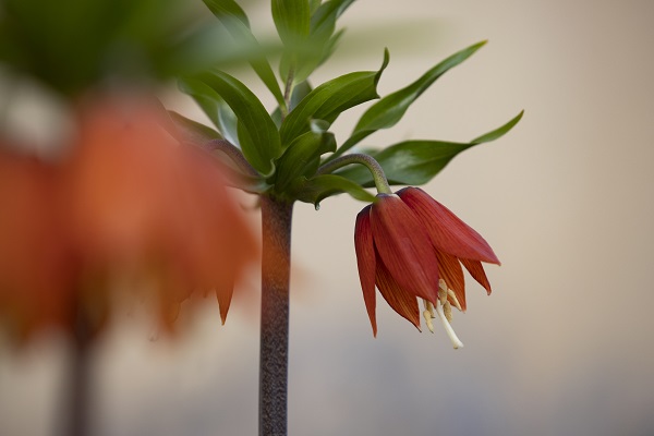 Foto - Bu çiçekler sadece 15 gün yaşıyor!