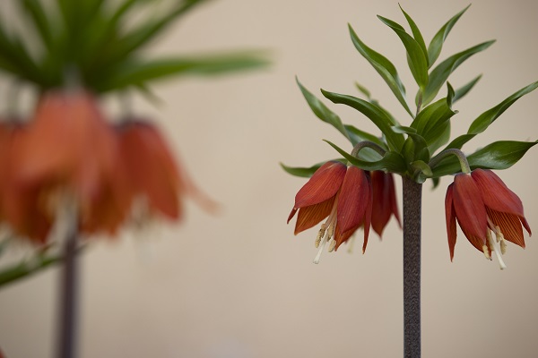 Foto - Bu çiçekler sadece 15 gün yaşıyor!