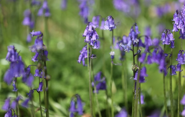 Foto - Bu çiçekler tüm dünyanın dilinde
