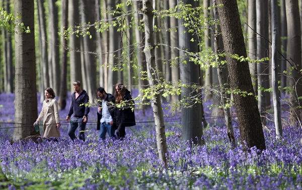 Foto - Bu çiçekler tüm dünyanın dilinde