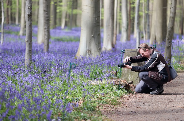 Foto - Bu çiçekler tüm dünyanın dilinde