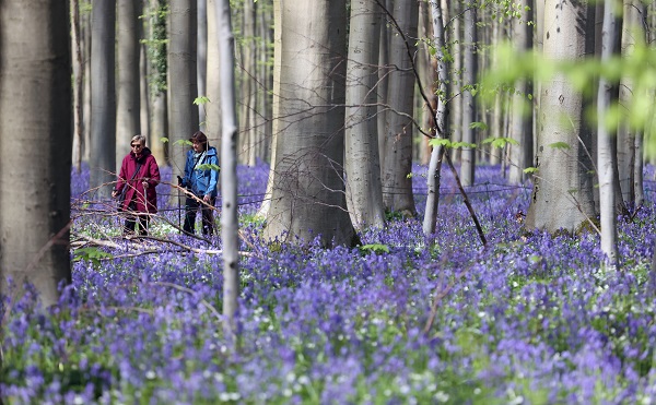 Foto - Bu çiçekler tüm dünyanın dilinde