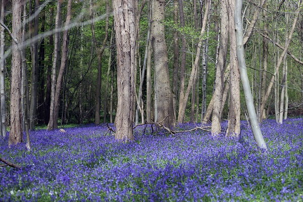 Foto - Bu çiçekler tüm dünyanın dilinde
