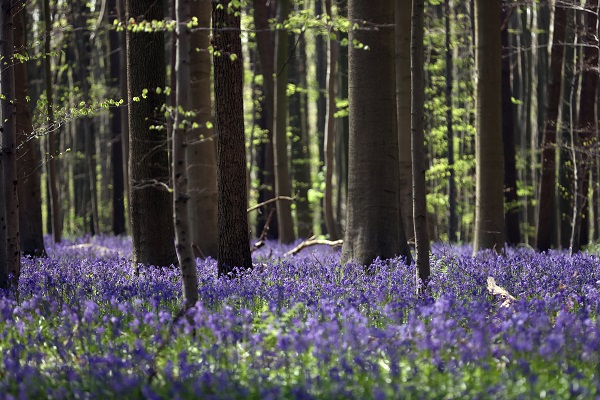 Foto - Bu çiçekler tüm dünyanın dilinde