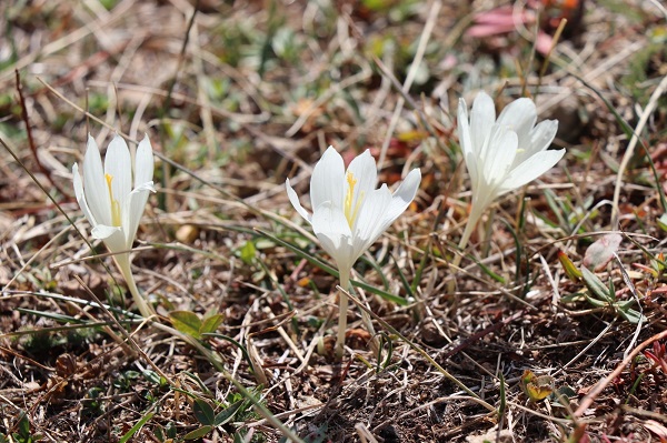 Foto - Bu çiçekler yayladakilere 'vargit' diyor