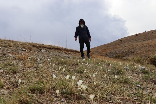 Foto - Bu çiçekler yayladakilere 'vargit' diyor