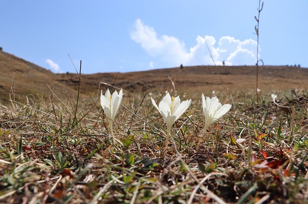 Bu çiçekler yayladakilere 'vargit' diyor