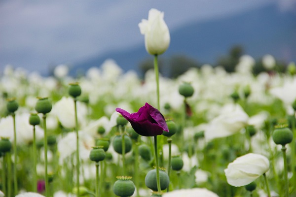 Bu çiçeklere herkes hayran kalıyor