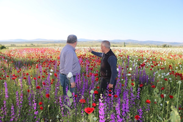 Foto - Bu çiçeklere herkes hayran kalıyor
