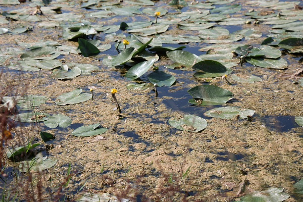 Foto - Bu çiçekleri koparmanın cezası 150 bin lira