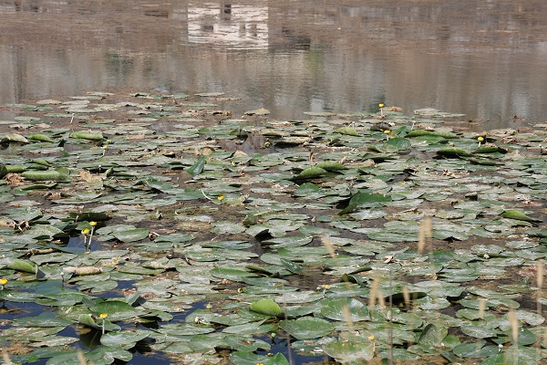 Bu çiçekleri koparmanın cezası 150 bin lira