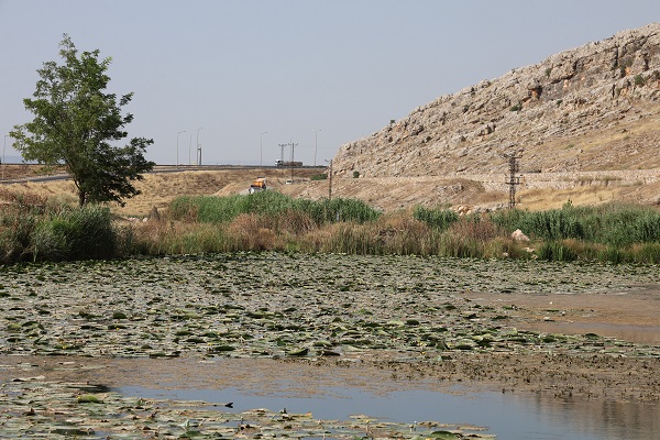 Foto - Bu çiçekleri koparmanın cezası 150 bin lira