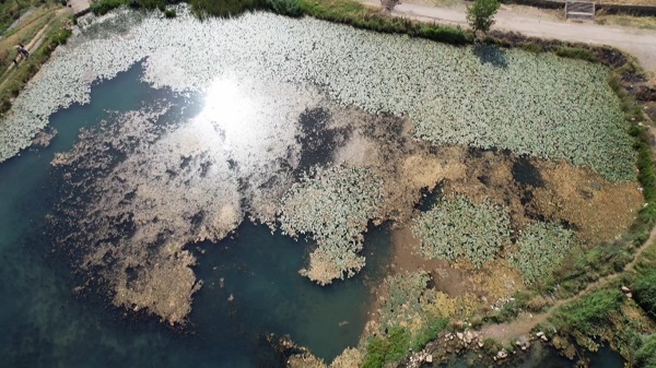 Foto - Bu çiçekleri koparmanın cezası 150 bin lira