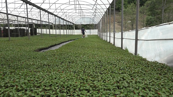 Foto - Bu çiçeklerin hızlı büyümesinin sırrı ne? 