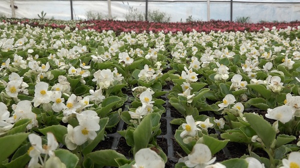 Foto - Bu çiçeklerin hızlı büyümesinin sırrı ne? 