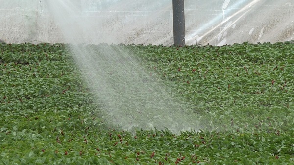 Foto - Bu çiçeklerin hızlı büyümesinin sırrı ne? 