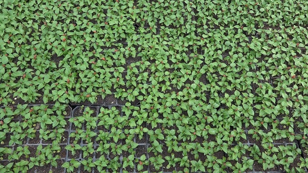 Foto - Bu çiçeklerin hızlı büyümesinin sırrı ne? 