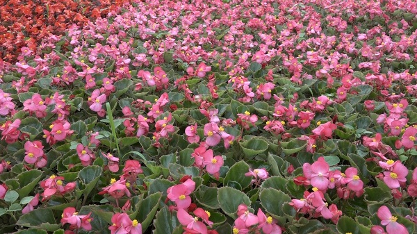 Foto - Bu çiçeklerin hızlı büyümesinin sırrı ne? 