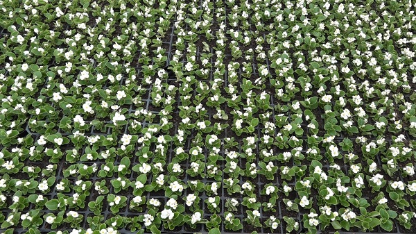 Foto - Bu çiçeklerin hızlı büyümesinin sırrı ne? 