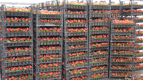 Foto - Bu çiçeklerin hızlı büyümesinin sırrı ne? 